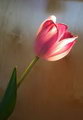 Tulip pulchella